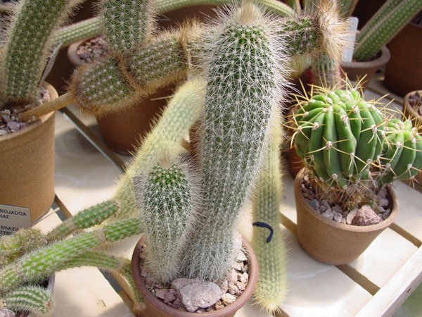 Cephalocereus_apicephalium